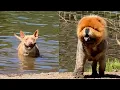 Take a deep breath Little Bear s haircut may trigger you Lee Asher