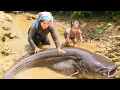 Download Lagu Harvesting giant carp and catfish in the river by BARE hand to sell at market with single mom
