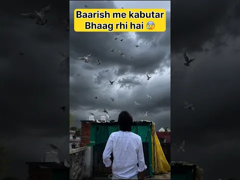 Tej toofan aur baarish se kabutar bhaag gyi 😟🕊️ #shorts