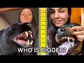 Download Lagu Black Panther vs Rottweiler | Real Animal Size Comparison 🐆🐕