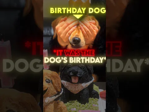this dog still remembers his best friend 🥺❤️‍🩹 #usa