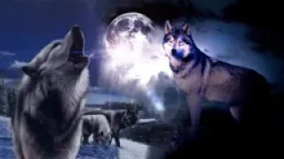  bikin merinding suara serigala di malam hari 