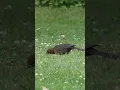 Download Lagu so i zoomed in on a common blackbird