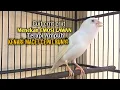 Download Lagu kenari gacor panjang Cuit Cuit EMOSI, Pancingan Kenari Paud Belajar Bunyi, terapi AMPUH Kenari MACET