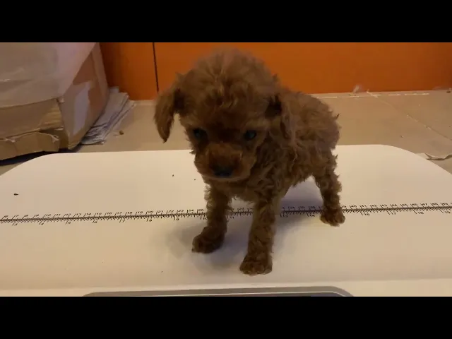 動画
