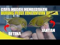 Download Lagu CARA MEMBEDAKAN BURUNG PLECI JANTAN DAN BETINA PALING MUDAH ‼‼ AMPUHH ❗❗