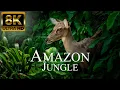Download Lagu Amazon Jungle 8K ULTRA HD | Wild Animals of Rainforest | Relaxation Film