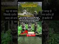 Download Lagu 😱मां कामाख्या सबसे प्राचीन मूर्ति में से एक 😰#durga​ #durgamaa​ #durgapuja​