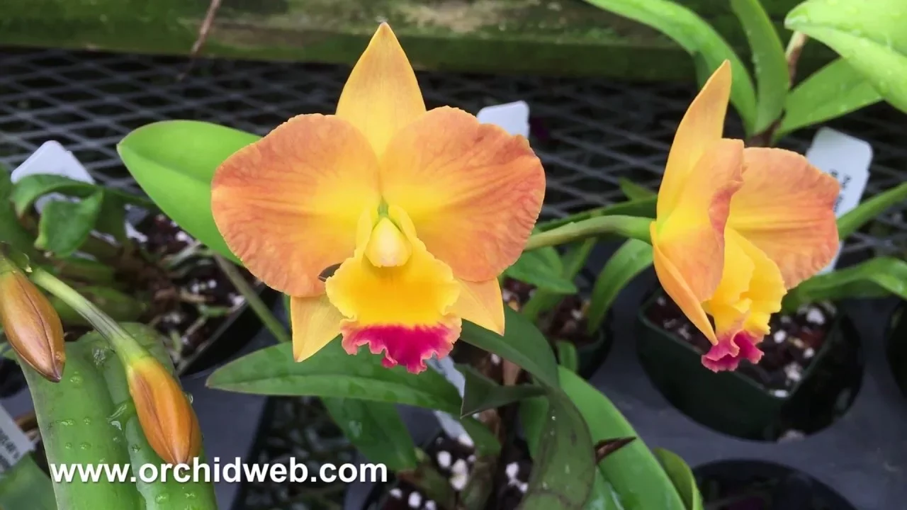 ORCHIDWEB MINIATURE CATTLEYAS