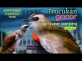 Download Lagu trucukan gacor ropel panjang TERBAIK untuk pancingan masteran terapi full 2 jam