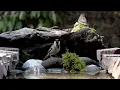Rain and Bird Sounds 🌧️ Soft Piano & Real Birds in the Gentle Rain | 4K