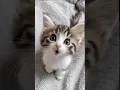 Download Lagu Cute cat singing 😺😍 #singing #cat #singingcat #ai #aicat #shorts