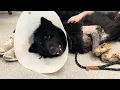 Nash gets scritches at the Lawrence Humane Society