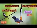SUARA MURAI BATU, PEMIKAT MP3 dan masteran murai batu ekor panjang,
