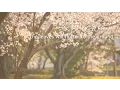 Download Lagu Ailee – SAKURA (Full Ver.) [Lyric Video]