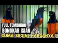 Download Lagu REJEKI NEMU MURAI BATU GACOR DOR MATERI CALON JUARA HARGANYA CUMA SEGINI DI PASAR BURUNG PRAMUKA 
