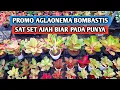 Download Lagu Promo aglaonema bombastis, sat set ajah biar pada punya