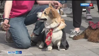 В Омске прошел второй фестиваль дружбы «Лапки в ладошках»
