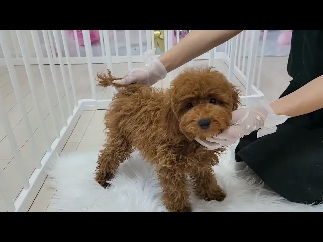 動画