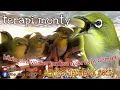 Download Lagu Terapi Monty 🔵 Terapi Pleci Montanus 🔵 Smartmastering Monty Agar Cepat Ngeriwik \u0026 Ngalas Buka Paruh