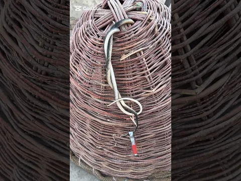Snake Rescue Attempt | Safe Handling Village Area #shorts