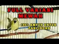 Download Lagu Sirtu gacor full variasi terbaik untuk pancingan dan pikat cipoh/siripu lain