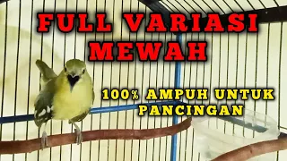 sirtu gacor full variasi terbaik untuk pancingan dan pikat cipoh siripu lain