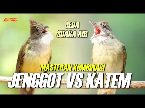 Download MP3 MASTERAN CUCAK JENGGOT DAN KAPAS TEMBAK PALING MEWAH AUDIO JERNIH JEDA AIR MENGALIR