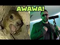 Spaul x AWAWA Hyrax (THE KIFFNESS style)