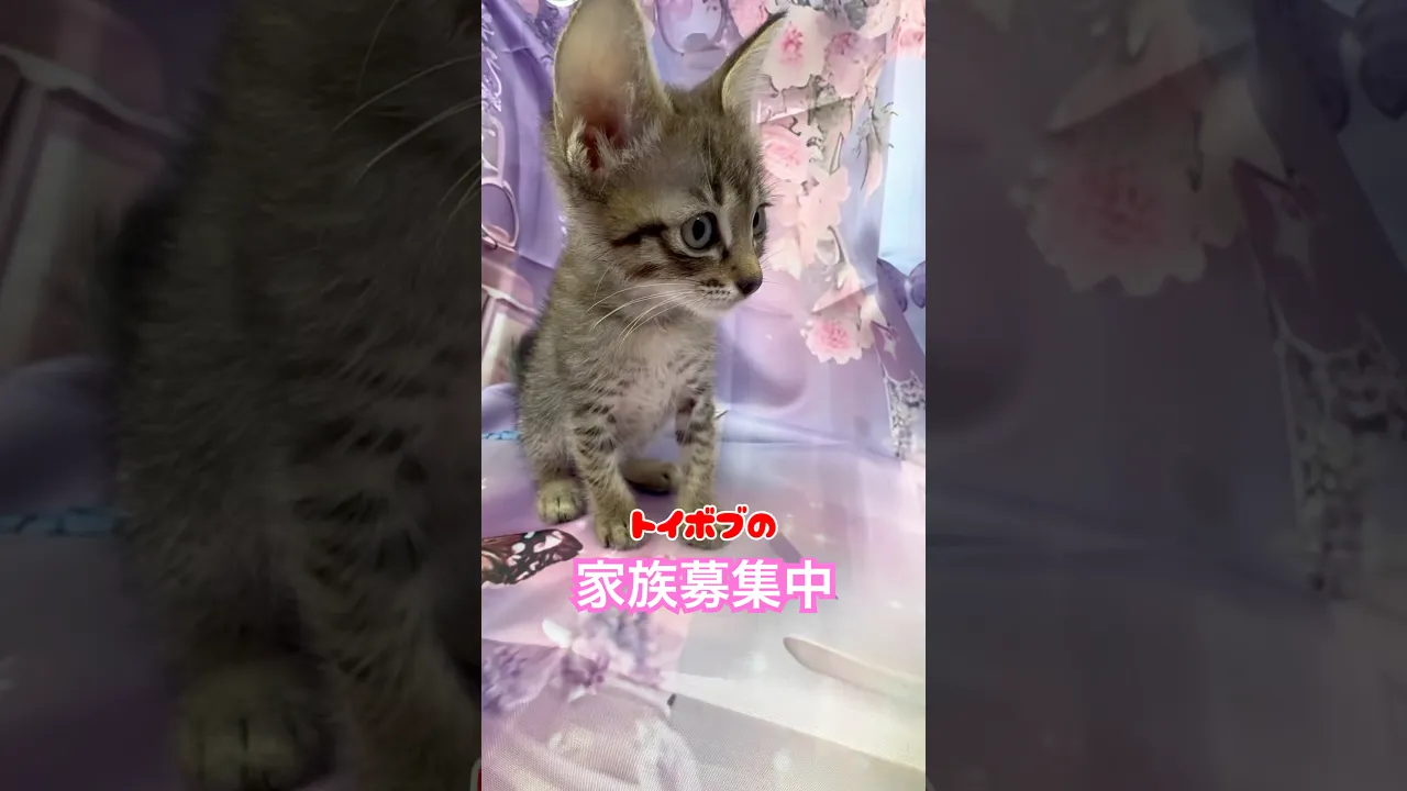 動画
