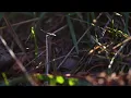 Grass in the forest close up
