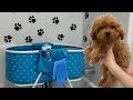 Lagu it’s puppy bath time!