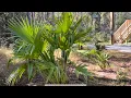 Nov 2025 zone 9 palm garden update