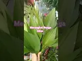 Download Lagu Cara Menggunting daun || Merangkai bunga altar