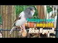 Download Lagu KENARI GACOR  Cuit CUIT BIRAHI UNTUK PANCINGAN \u0026 MASTERAN Kenari PAUD AGAR BUNYI DAN NGEROL