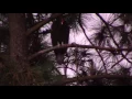 Condor or Giant Turkey Vulture