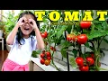 Download Lagu Terbaik || Lirik Lagu Tomat || Lagu Buah Tomat || cover by Ceo Jati Atmodjo
