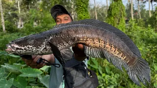 ഈ തവള വെള്ളത്തിൽ മുങ്ങി പോകില്ല..😱🙆♂️ | Snakeheadfishing Videos | Traditional Fishing Videos |