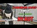 Download Lagu PANCINGAN KACER GACOR NGAJAK TARUNG AMPUH UNTUK MENAIKAN EMOSI KACER LAIN AGAR CEPAT GACOR DAN BUKOR MP3