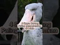 Download Lagu Suara burung seram #shortvideo