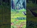 Download Lagu huni ng tikling ruak ruak sound #ruakruakjantan #ruakruaksound #tikling #hunting
