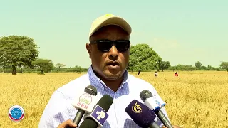 Sassaabbii Qonna Gannaa Irraa Callaa Gaariin Argamaa Jira BQO 