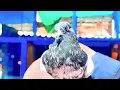Download Lagu Batera maadi or teddy terminator ka bacha | bohat teez kabotr ha | 10 parr saaf ho gya | zupigeons❤️