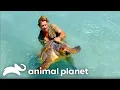 Steve Irwin s Encounters with Sea Creatures The Crocodile Hunter Animal Planet