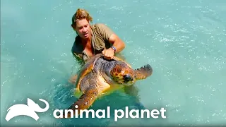 Steve Irwin s Encounters with Sea Creatures The Crocodile Hunter Animal Planet
