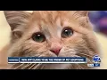 New app claims to be Tinder of pet adoptions