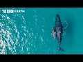 Download Lagu Shocking Ways to Protect Wildlife Through Technology | Save Our Species | BBC Earth Science