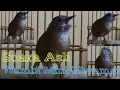 Download Lagu Originele Wambi Mini/Hwamei Gacor Sound is perfect voor Masteran en het aantrekken van