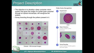 CSE495 Pollen Grain Recognition - Preliminary Presentation