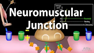 neuromuscular junction animation
